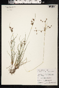 Fimbristylis dichotoma image