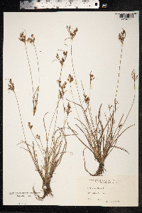 Fimbristylis dichotoma image