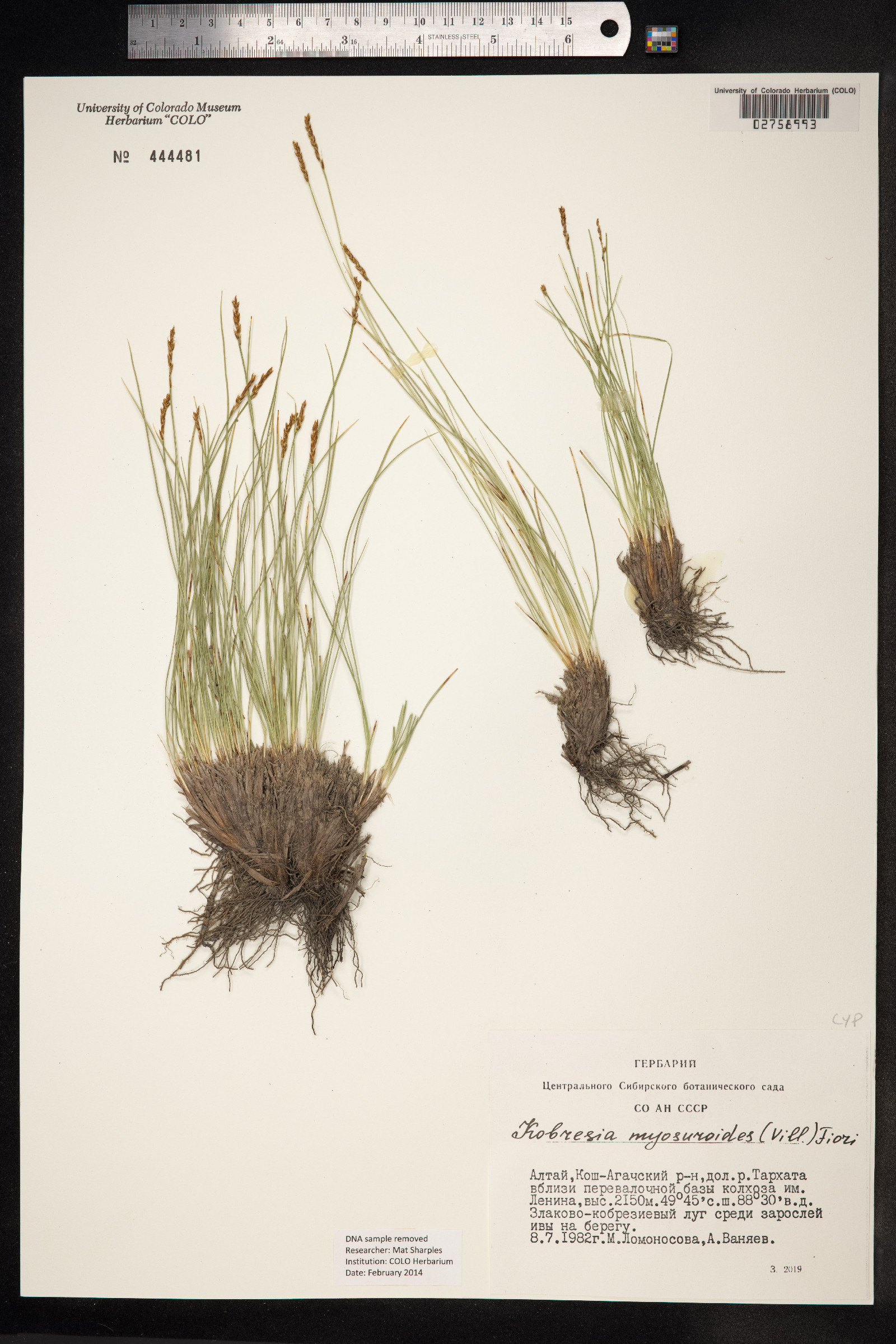 Kobresia myosuroides image