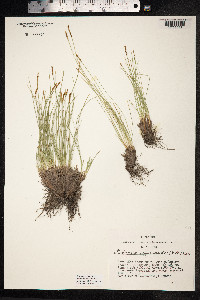 Kobresia myosuroides image