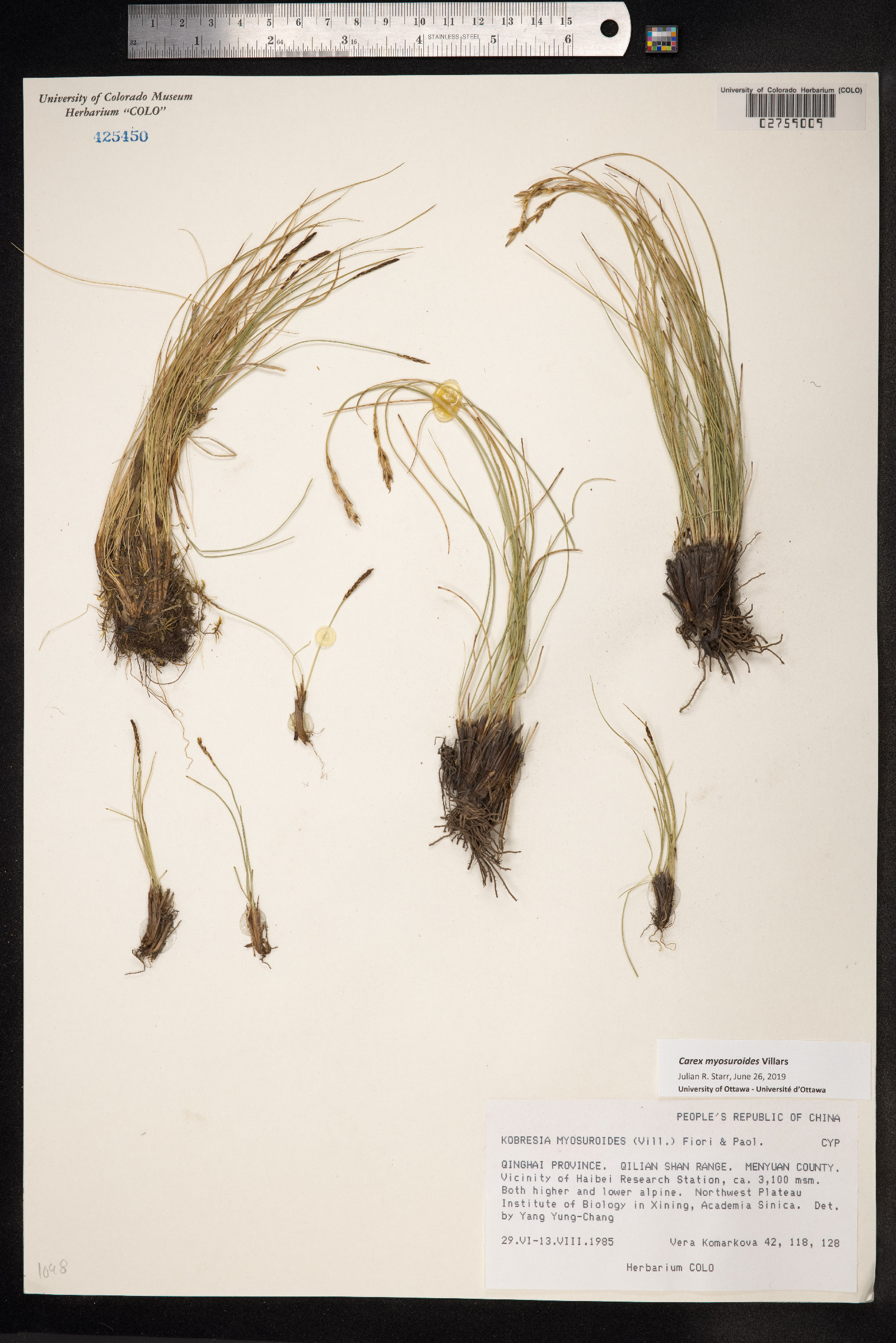 Kobresia myosuroides image