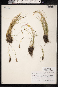 Kobresia myosuroides image