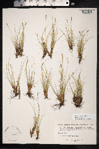 Kobresia myosuroides image