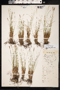 Kobresia myosuroides image