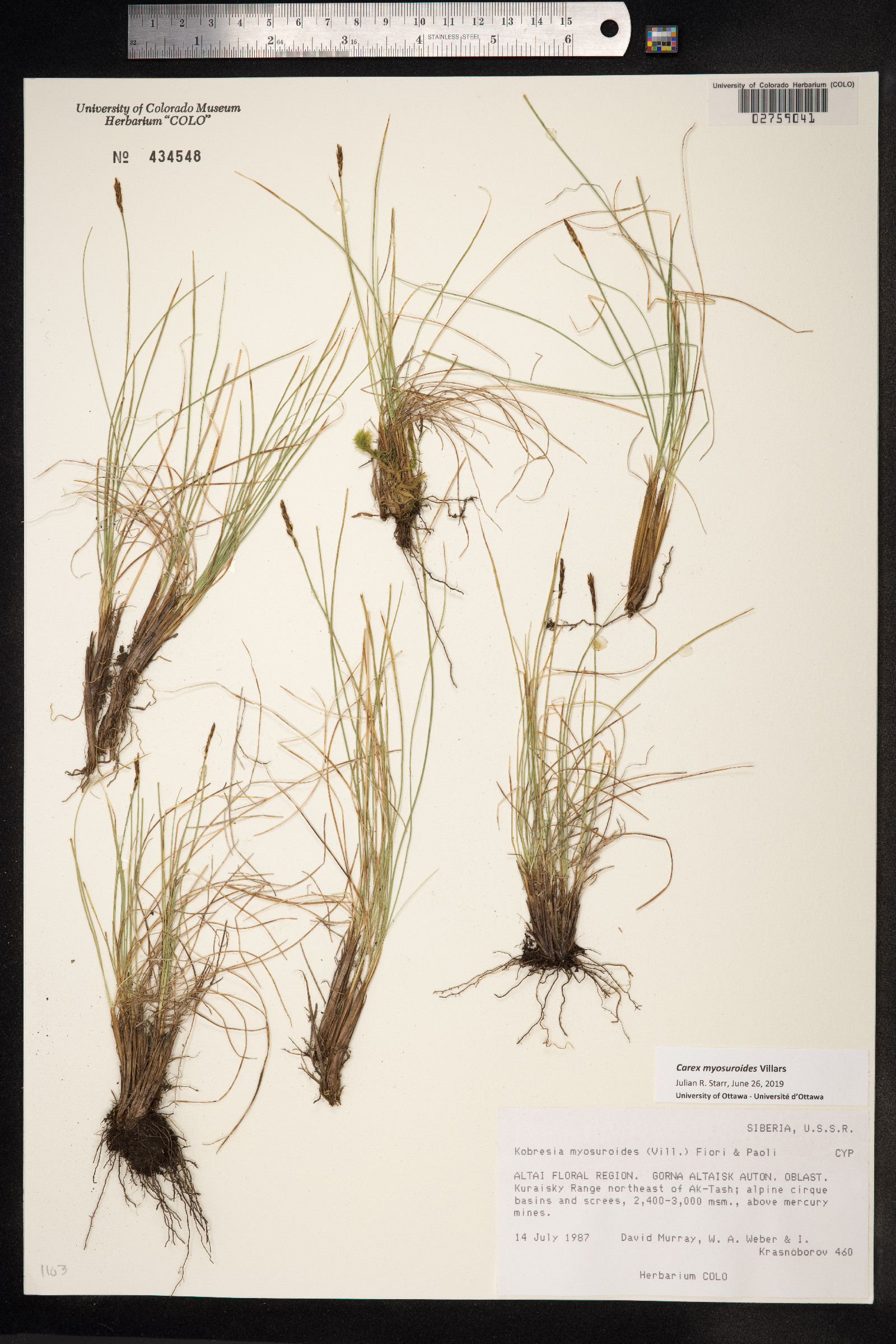 Kobresia myosuroides image