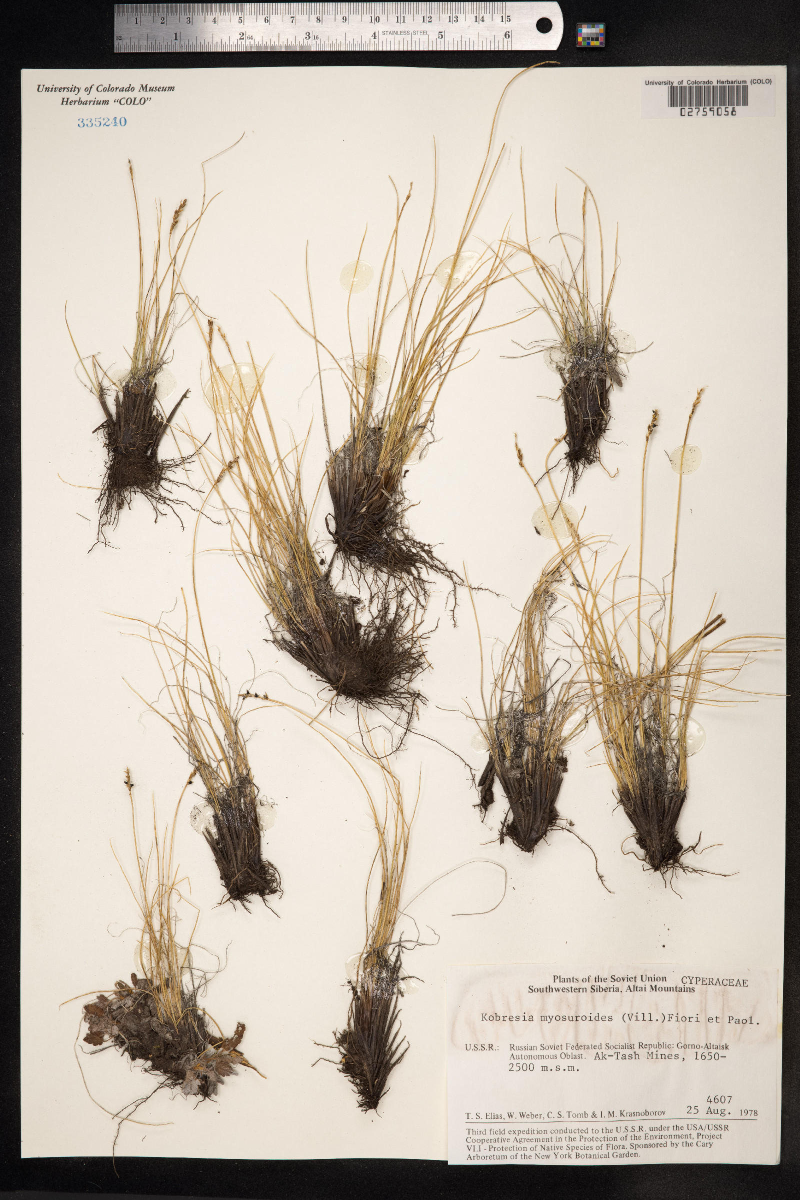 Kobresia myosuroides image