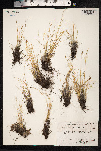 Kobresia myosuroides image