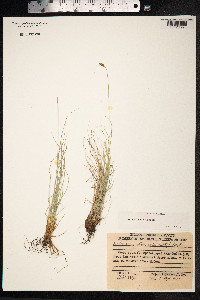 Kobresia myosuroides image