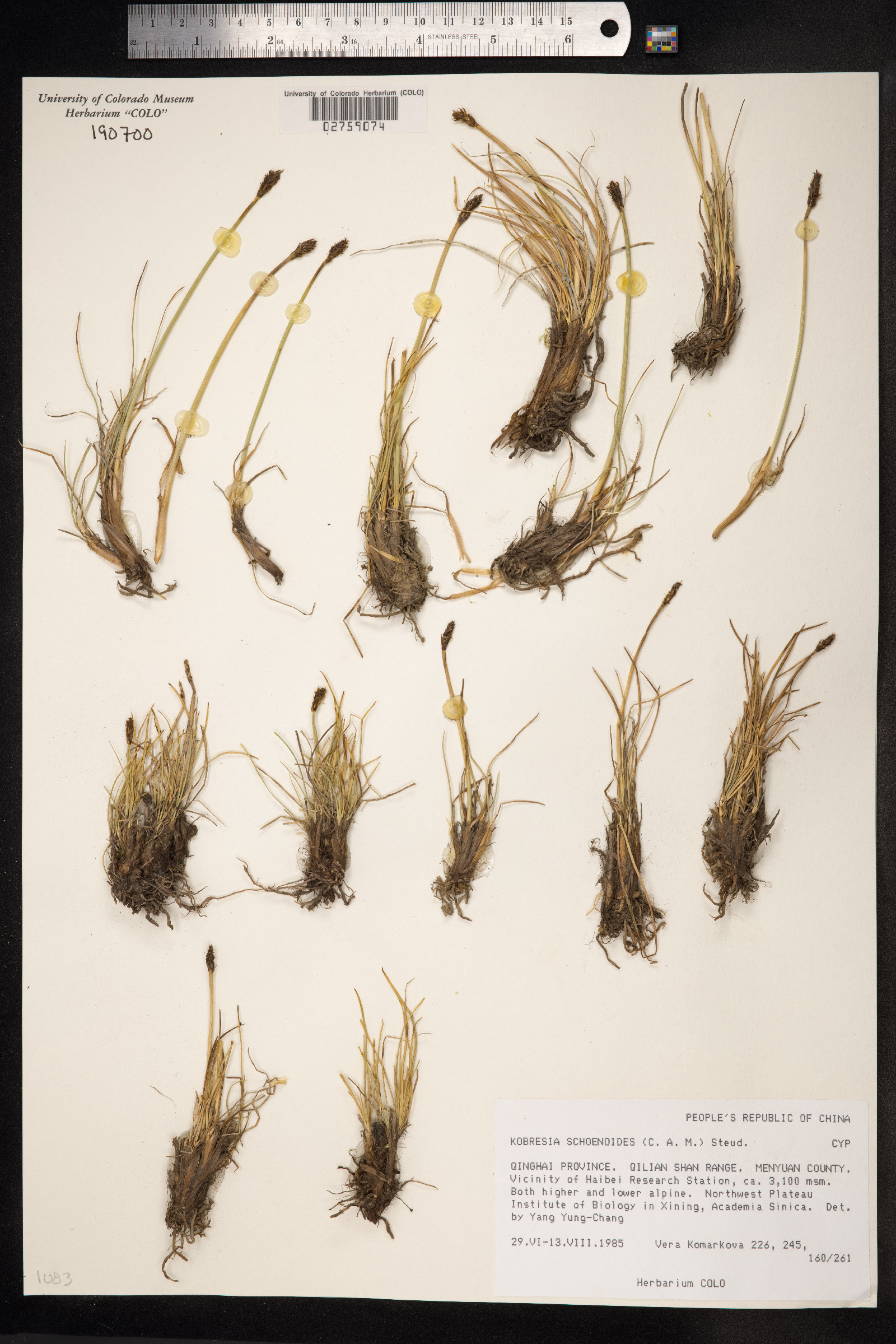 Kobresia sibirica image