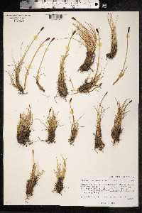 Kobresia sibirica image