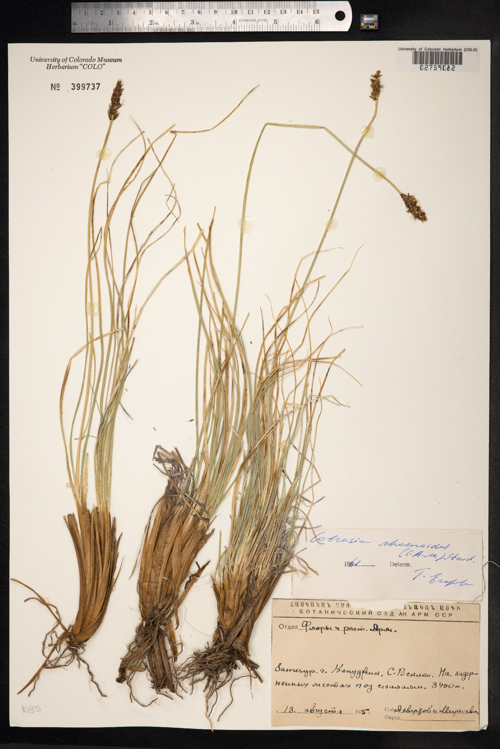 Kobresia sibirica image