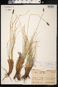 Kobresia sibirica image