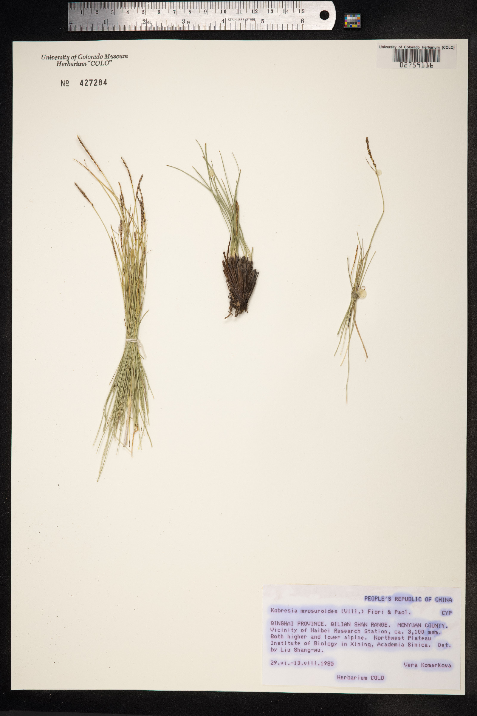 Kobresia myosuroides image
