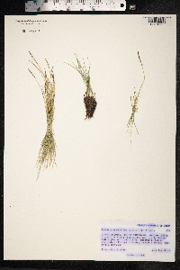 Kobresia myosuroides image