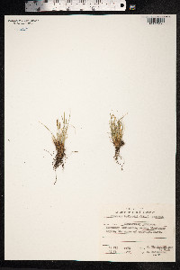 Kobresia myosuroides image