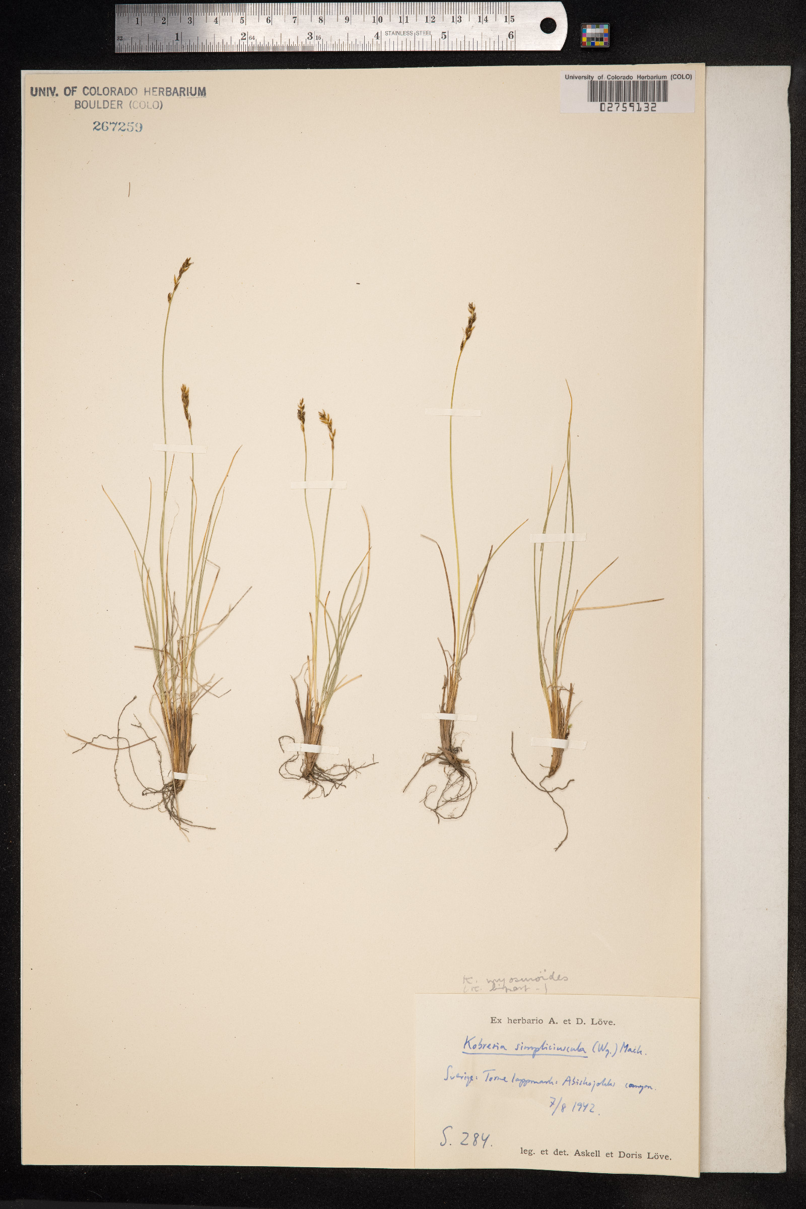 Kobresia myosuroides image