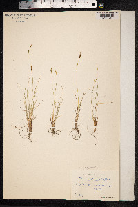 Kobresia myosuroides image