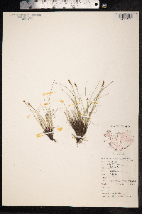 Kobresia myosuroides image