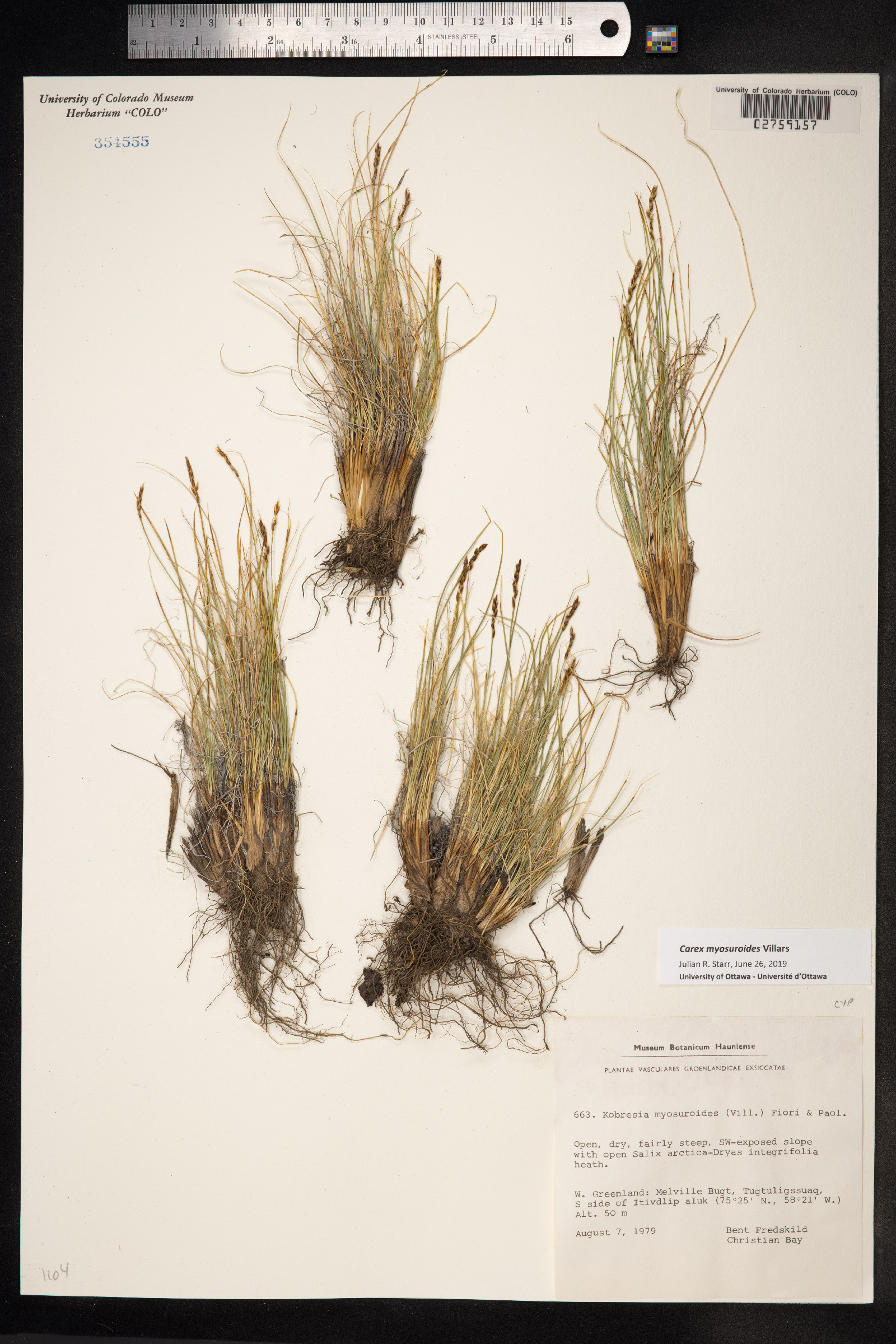 Kobresia myosuroides image