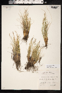 Kobresia myosuroides image