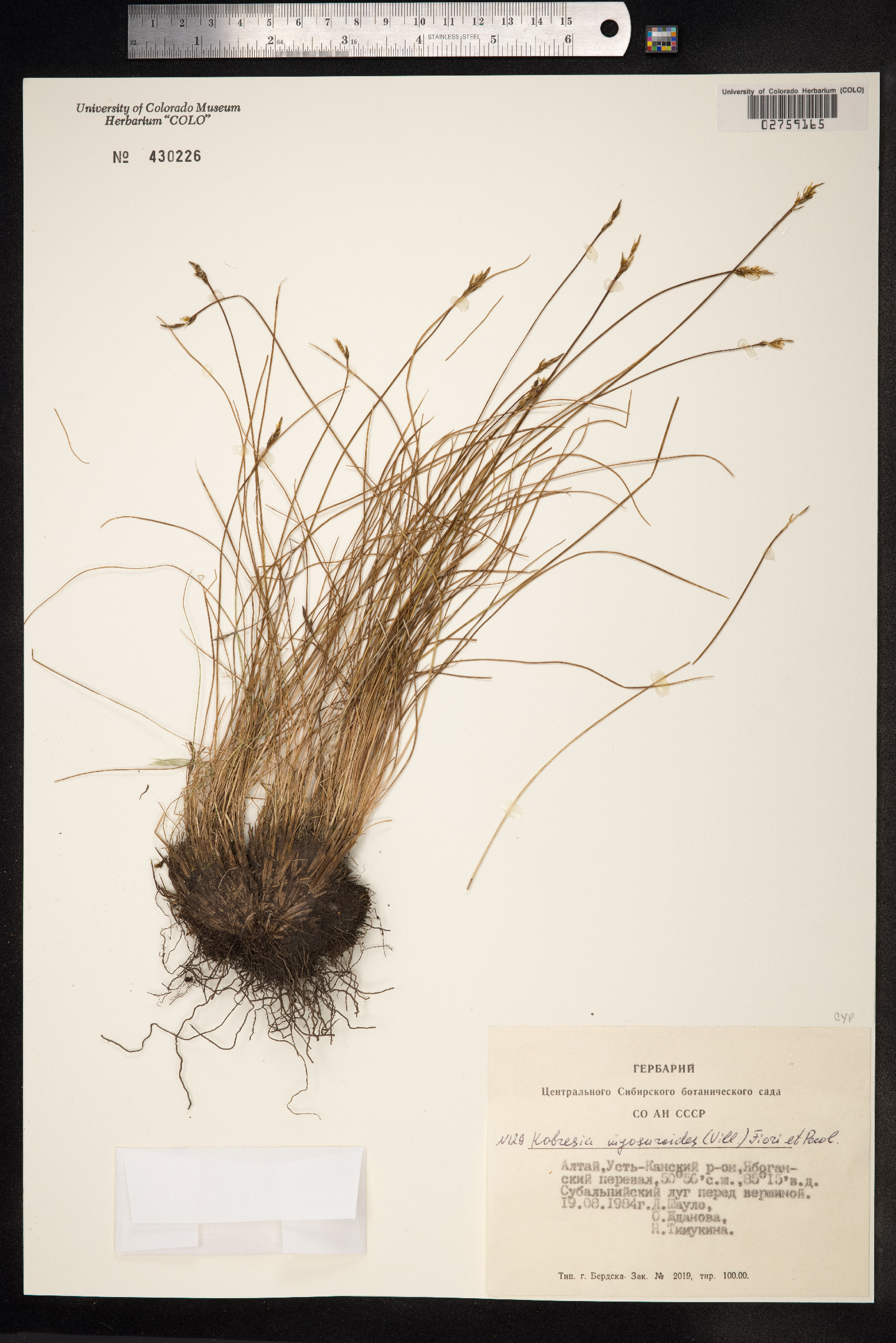 Kobresia myosuroides image