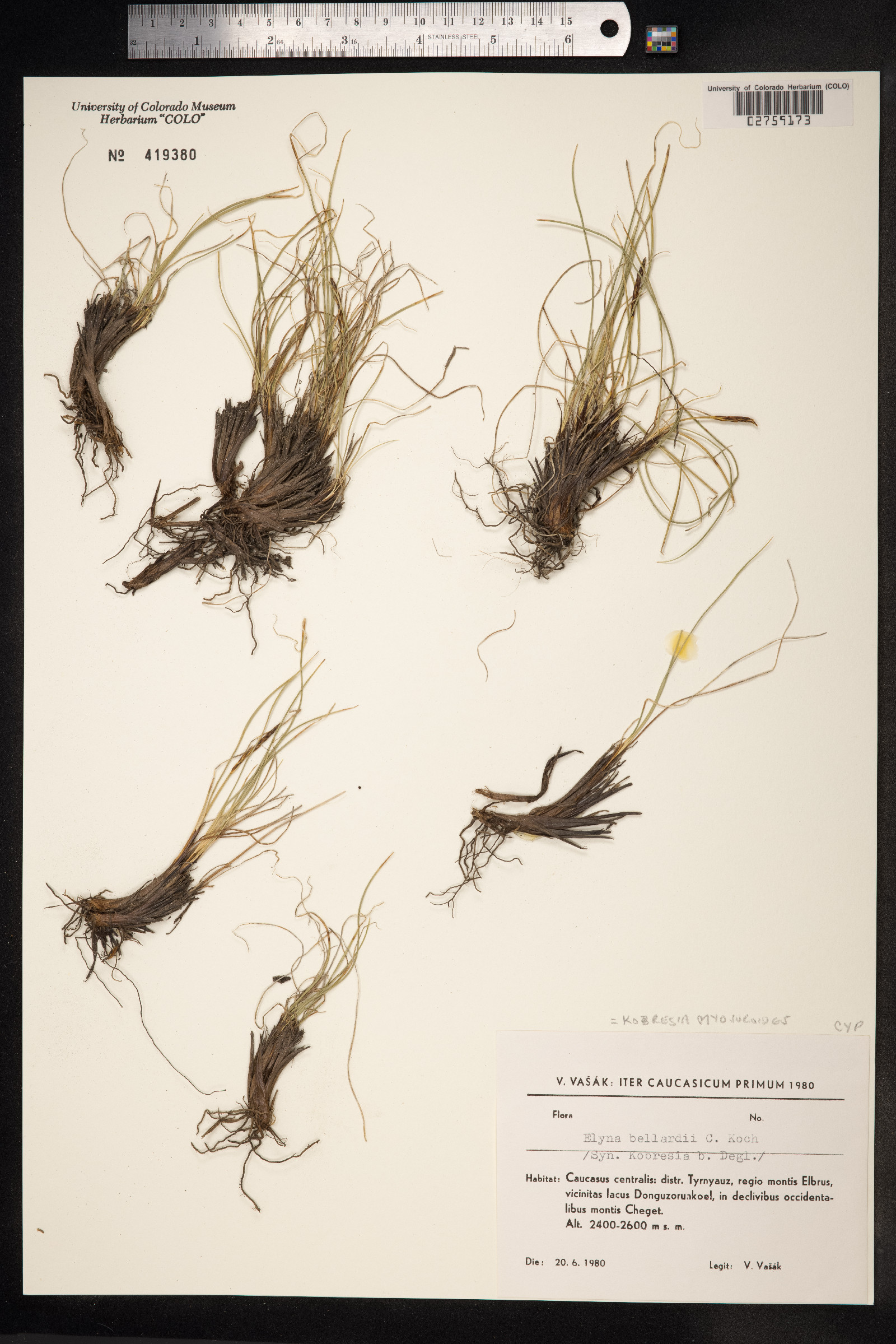 Kobresia myosuroides image