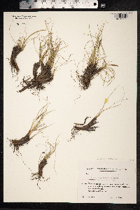 Kobresia myosuroides image