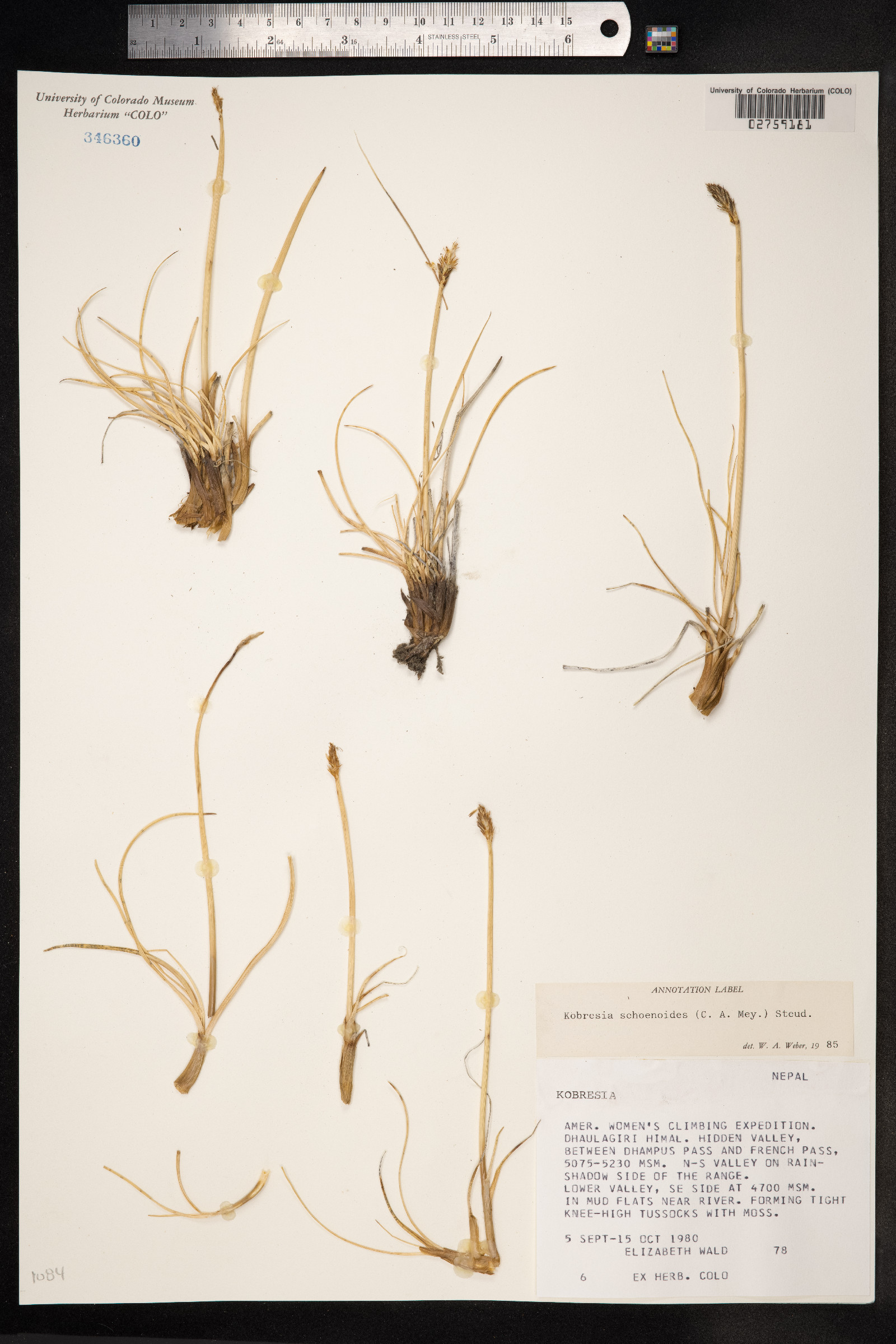 Kobresia sibirica image