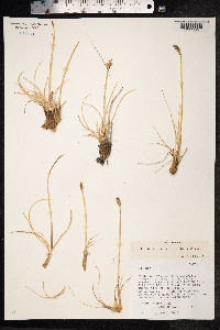 Kobresia sibirica image
