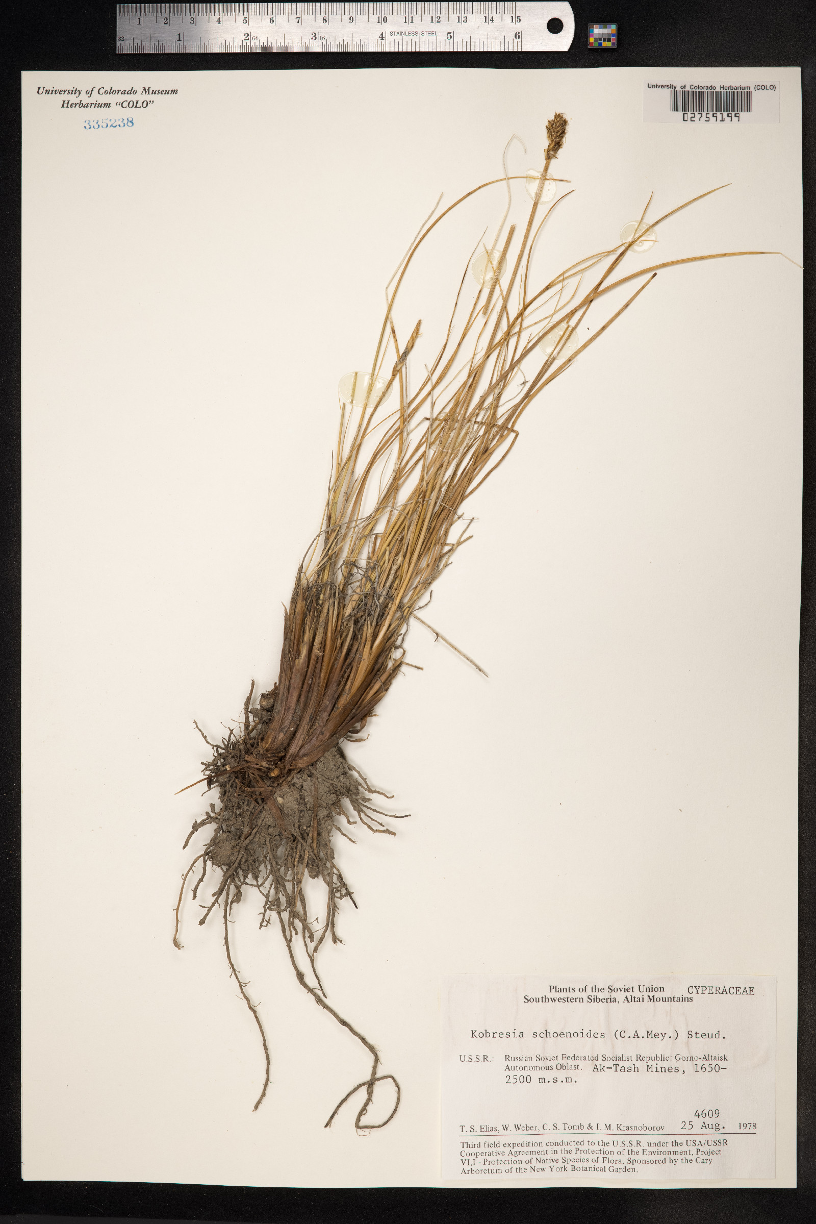 Kobresia sibirica image