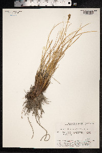Kobresia sibirica image