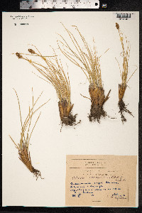 Kobresia sibirica image