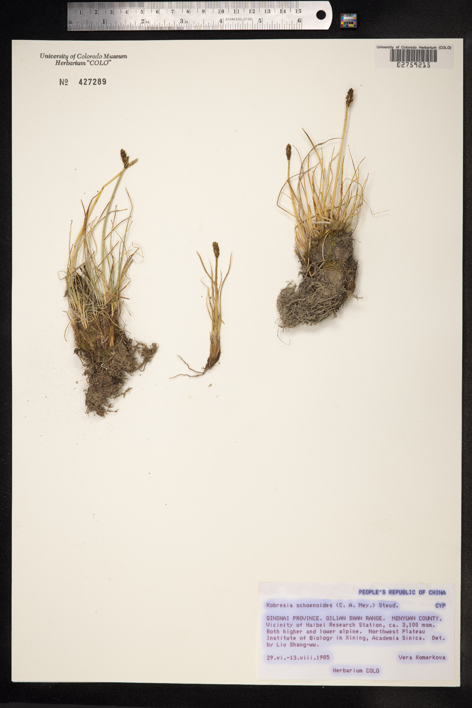 Kobresia sibirica image