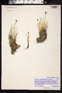 Kobresia sibirica image