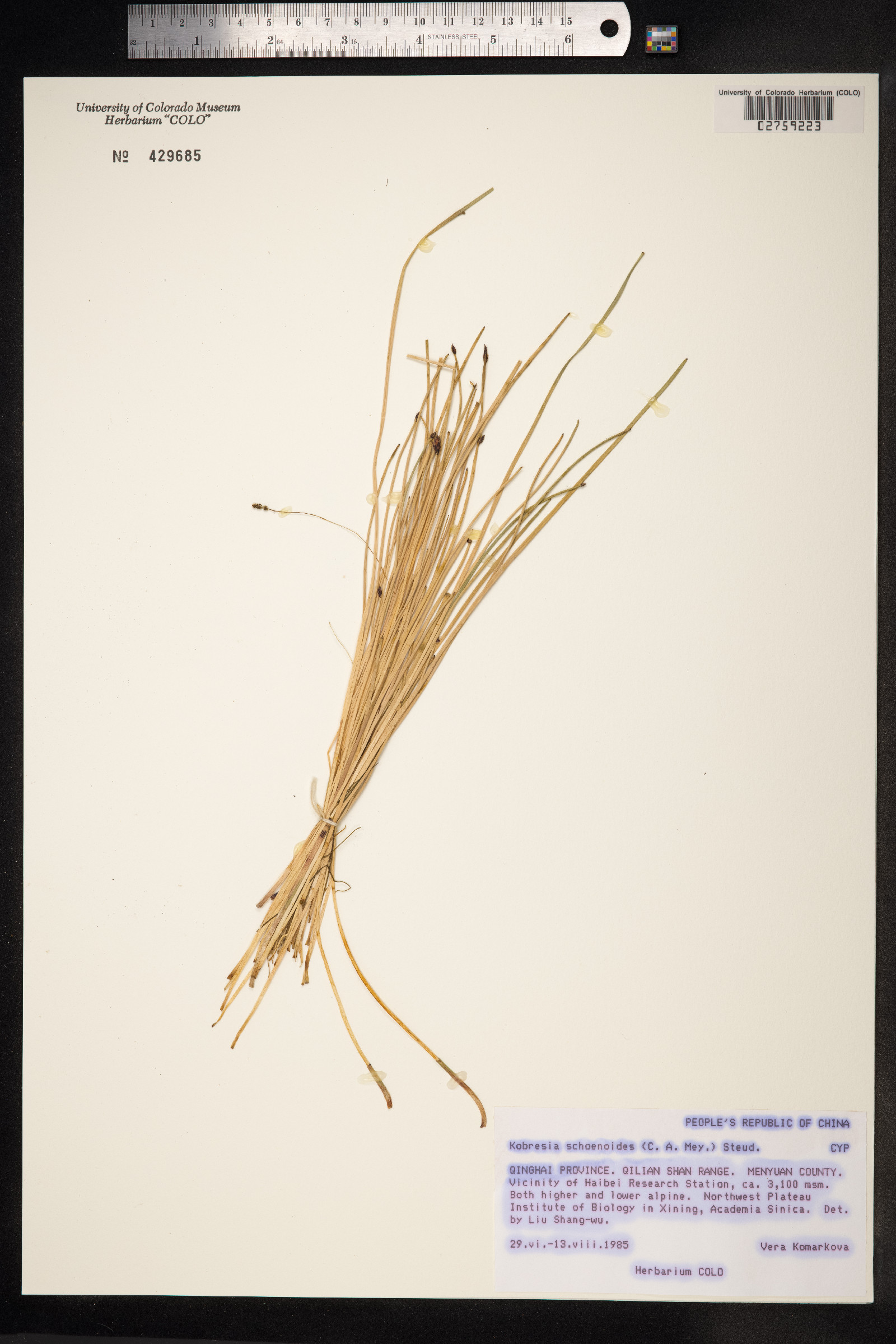 Kobresia sibirica image