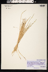 Kobresia sibirica image