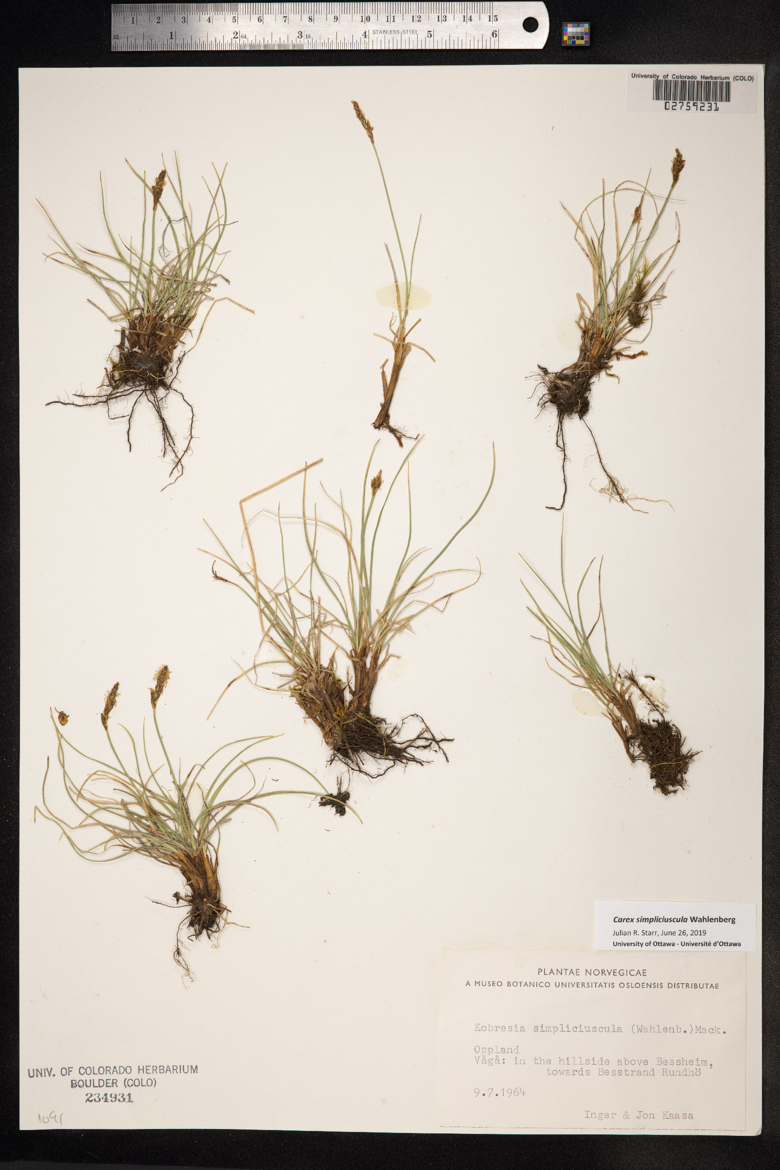 Kobresia simpliciuscula image