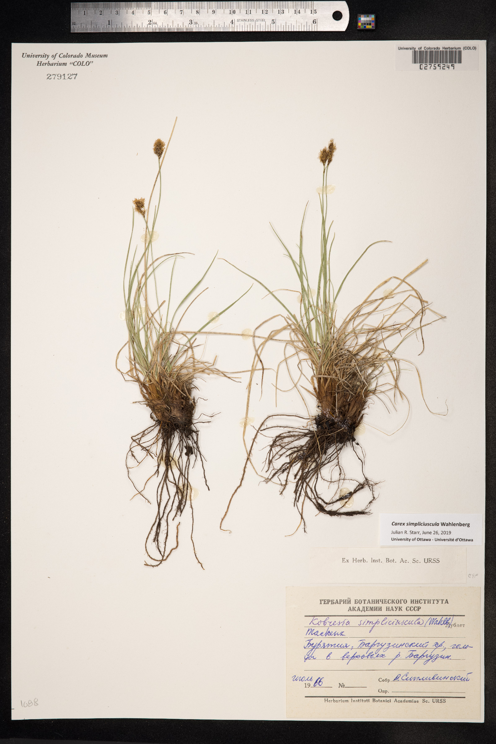Kobresia simpliciuscula image