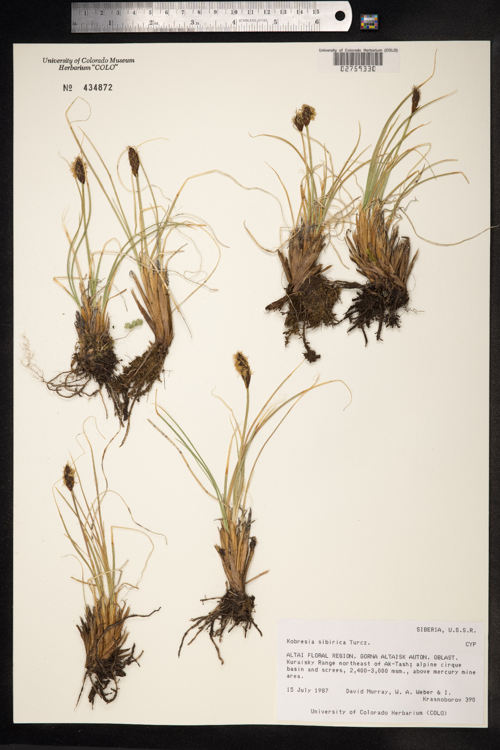Kobresia sibirica image