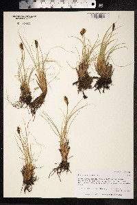 Kobresia sibirica image