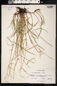 Kyllinga brevifolia image