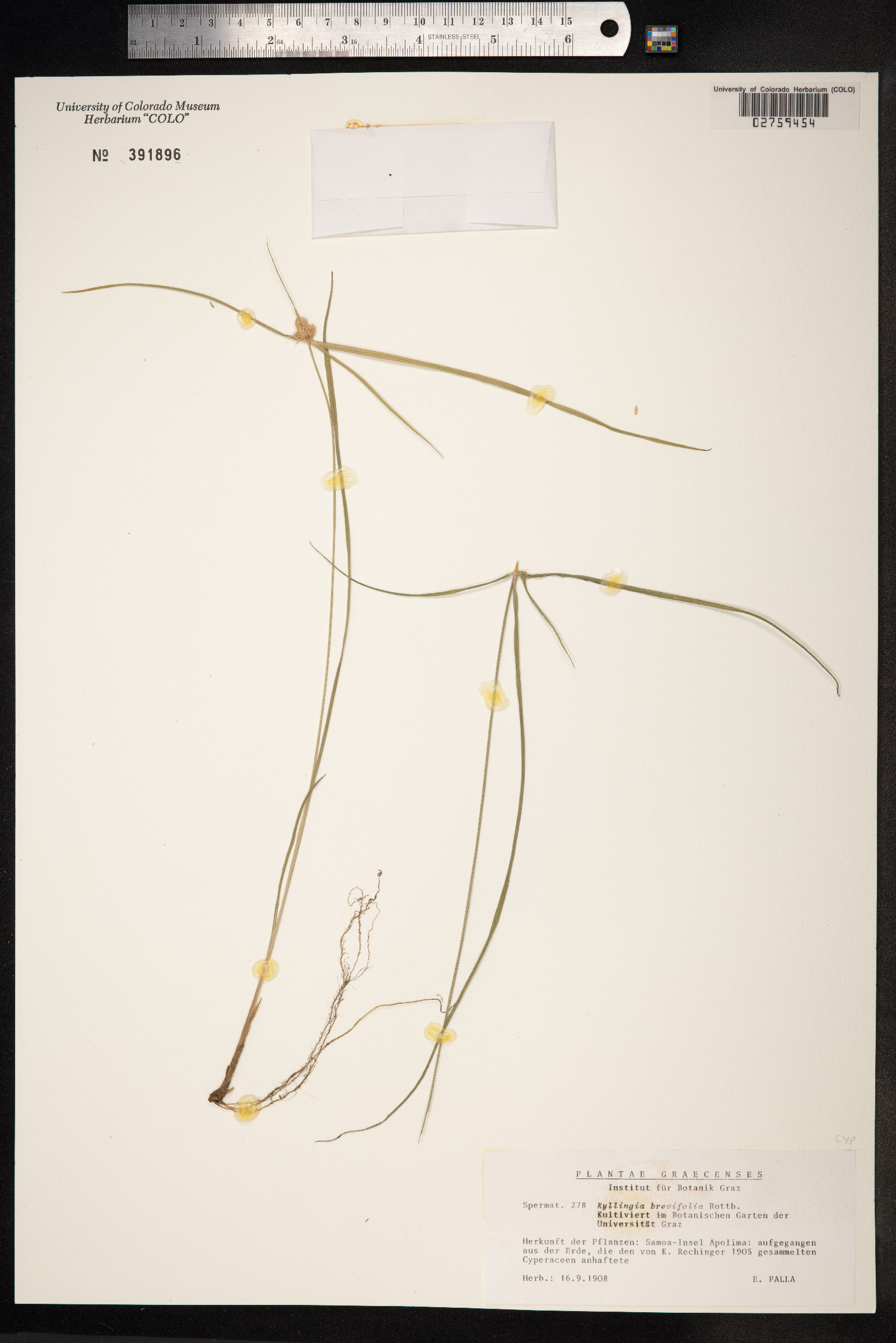 Kyllinga image