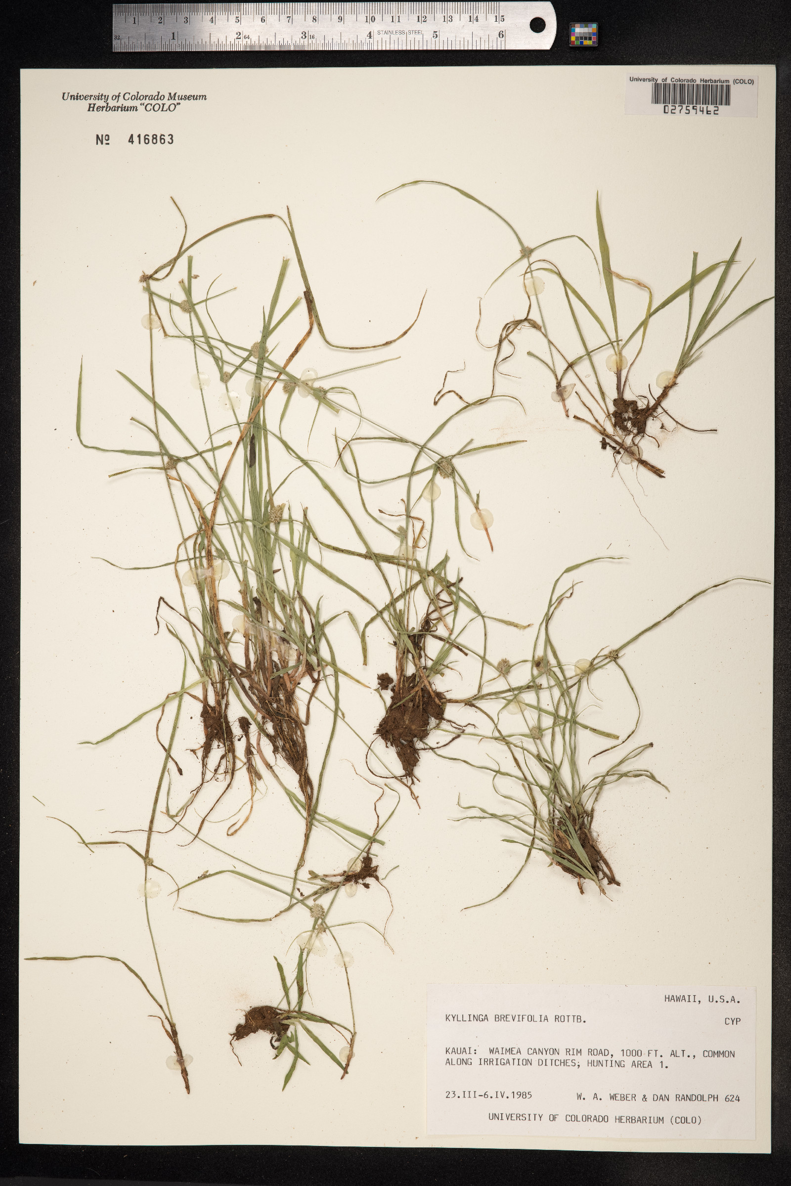 Kyllinga brevifolia image