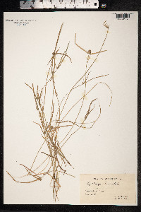 Kyllinga brevifolia image