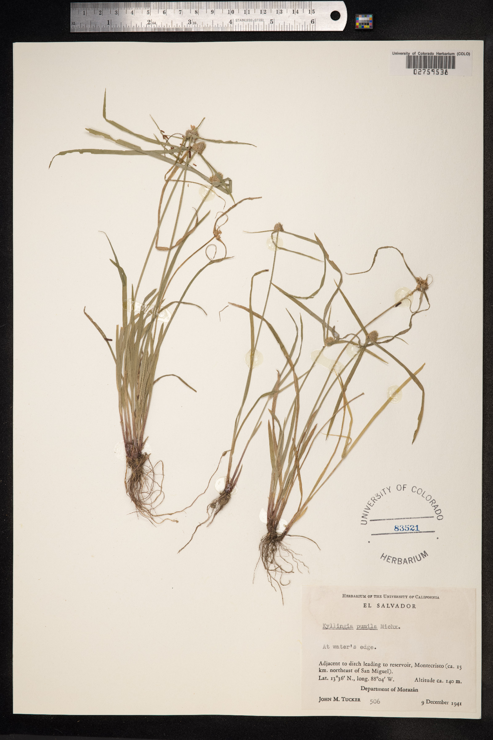Kyllinga pumila image