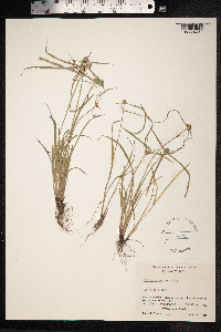 Kyllinga pumila image