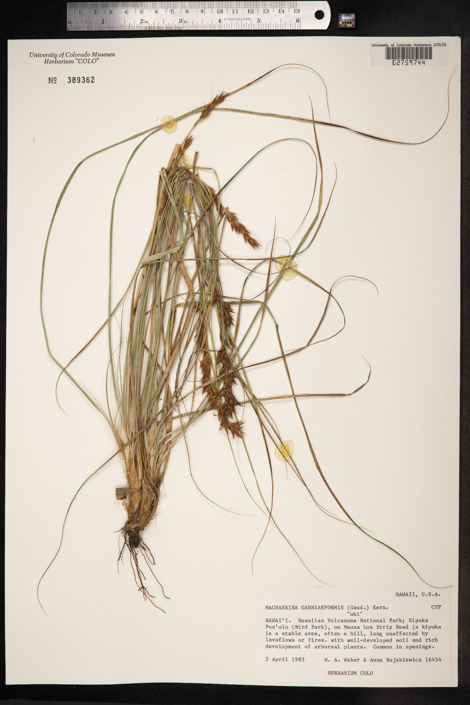 Morelotia gahniiformis image