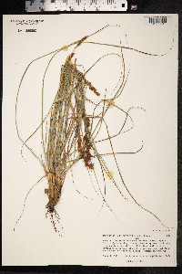 Morelotia gahniiformis image