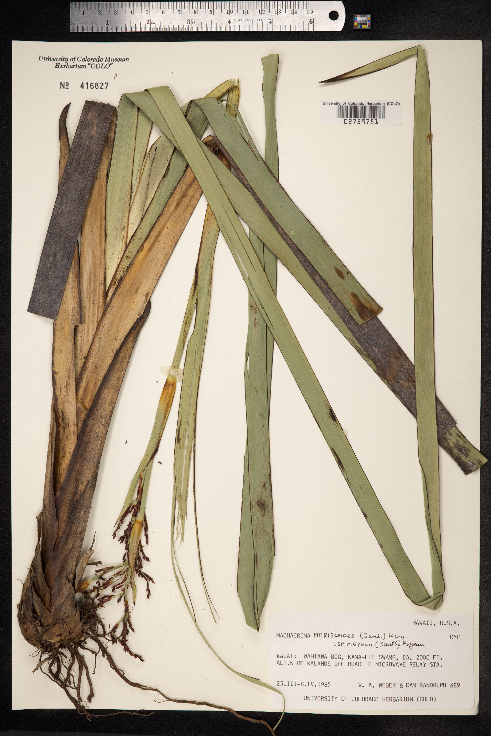 Machaerina mariscoides image