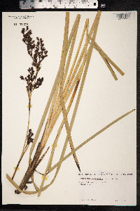 Machaerina angustifolia image